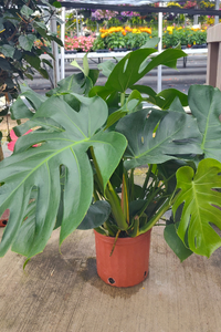 House Plants 6